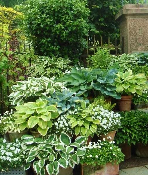 这花不用晒太阳，比绿萝美100倍，1年到头不凋谢！