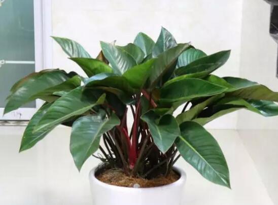 这花不用晒太阳，比绿萝美100倍，1年到头不凋谢！