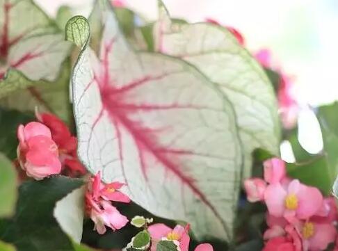 这花不用晒太阳，比绿萝美100倍，1年到头不凋谢！