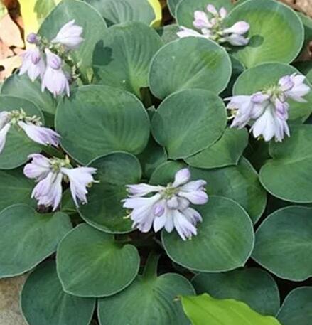 这花不用晒太阳，比绿萝美100倍，1年到头不凋谢！