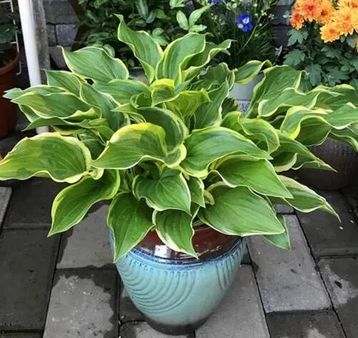 这花不用晒太阳，比绿萝美100倍，1年到头不凋谢！