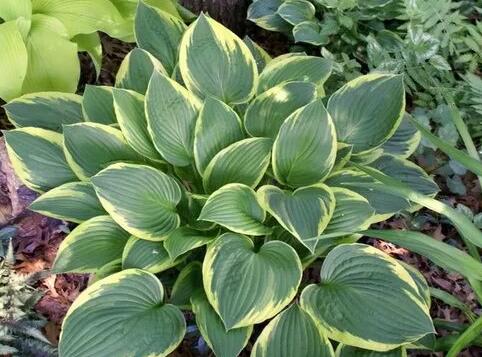 这花不用晒太阳，比绿萝美100倍，1年到头不凋谢！