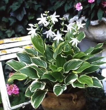 这花不用晒太阳，比绿萝美100倍，1年到头不凋谢！