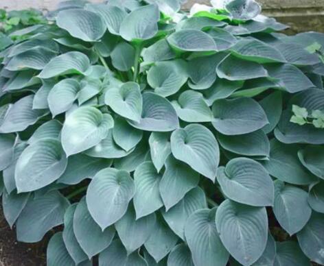 这花不用晒太阳，比绿萝美100倍，1年到头不凋谢！