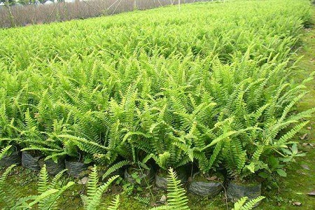 肾蕨怎么种植