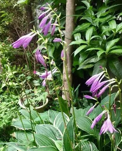 这花不用晒太阳，比绿萝美100倍，1年到头不凋谢！