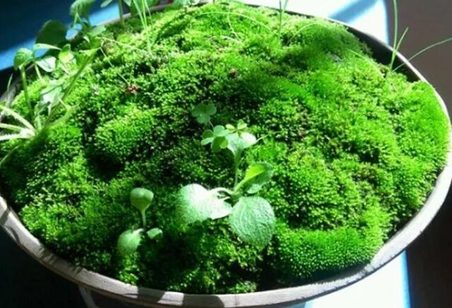 她在墙角挖苔藓，半个月养成微景观，盆盆遭疯抢！