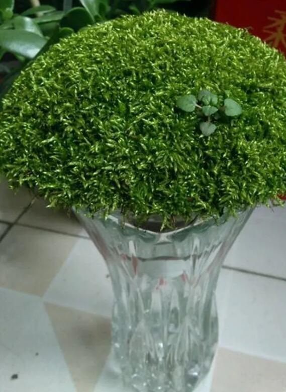 她在墙角挖苔藓，半个月养成微景观，盆盆遭疯抢！