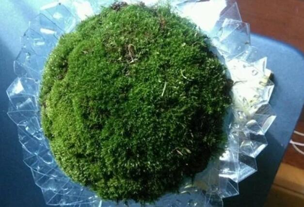 她在墙角挖苔藓，半个月养成微景观，盆盆遭疯抢！