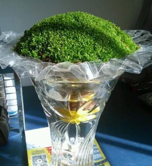 她在墙角挖苔藓，半个月养成微景观，盆盆遭疯抢！