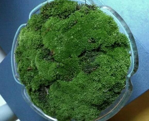 她在墙角挖苔藓，半个月养成微景观，盆盆遭疯抢！