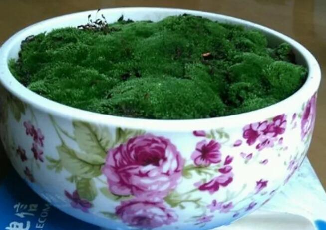 她在墙角挖苔藓，半个月养成微景观，盆盆遭疯抢！