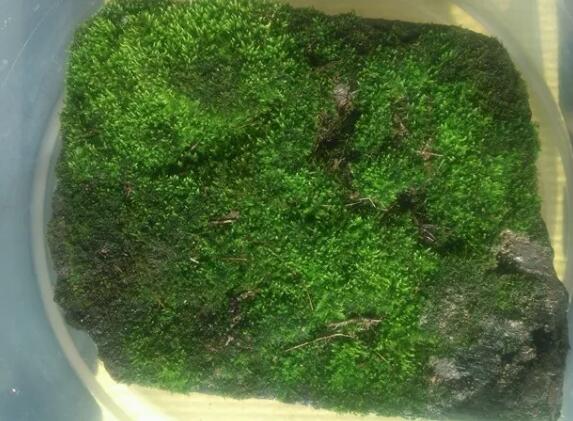 她在墙角挖苔藓，半个月养成微景观，盆盆遭疯抢！