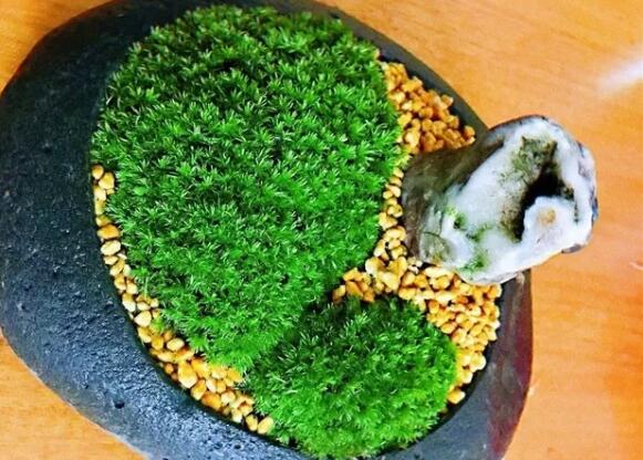 她在墙角挖苔藓，半个月养成微景观，盆盆遭疯抢！