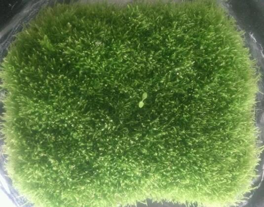 她在墙角挖苔藓，半个月养成微景观，盆盆遭疯抢！