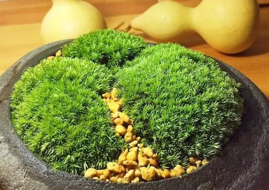 她在墙角挖苔藓，半个月养成微景观，盆盆遭疯抢！