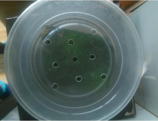 她在墙角挖苔藓，半个月养成微景观，盆盆遭疯抢！