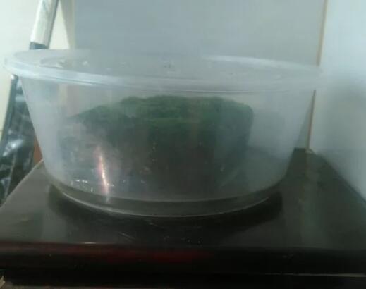 她在墙角挖苔藓，半个月养成微景观，盆盆遭疯抢！