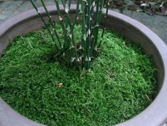 她在墙角挖苔藓，半个月养成微景观，盆盆遭疯抢！