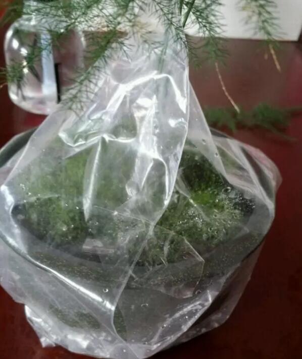 她在墙角挖苔藓，半个月养成微景观，盆盆遭疯抢！