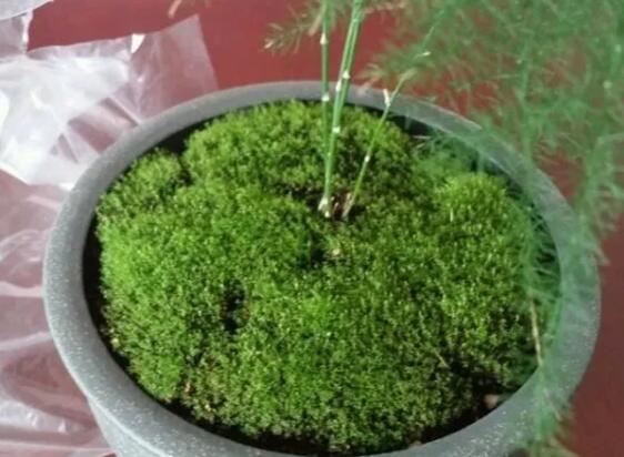 她在墙角挖苔藓，半个月养成微景观，盆盆遭疯抢！