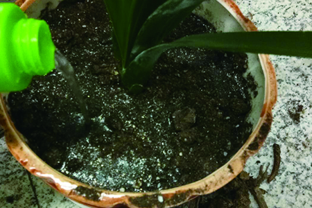 君子兰的养殖办法和注意些什么，摆放哪里招财