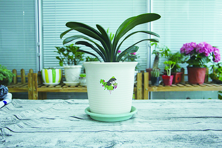 君子兰的养殖办法和注意些什么，摆放哪里招财