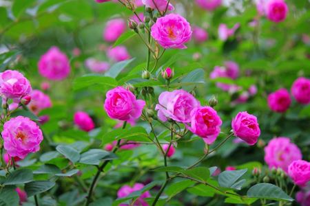 蔷薇花语，适合形容什么样的人