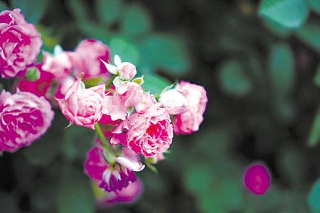 蔷薇花语，适合形容什么样的人