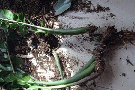 金钱树怎么分盆