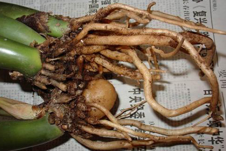 金钱树怎么分盆