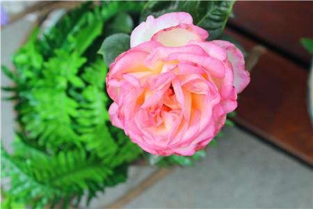 蔷薇花语，适合形容什么样的人