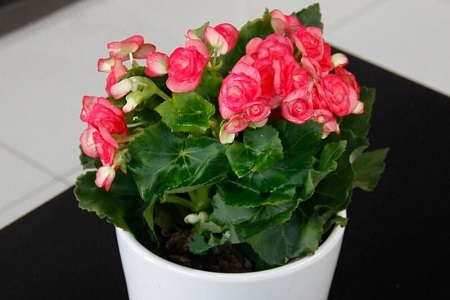 海棠有毒吗，可以在室内养吗