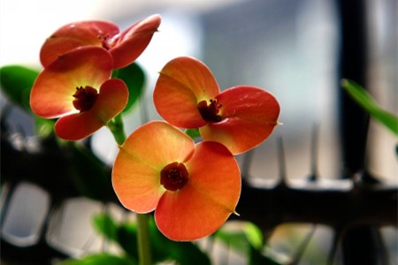 海棠有毒吗，可以在室内养吗