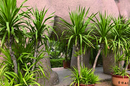 龙血树的养殖办法和注意些什么