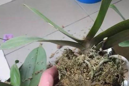 蝴蝶兰叶子发黄解决办法