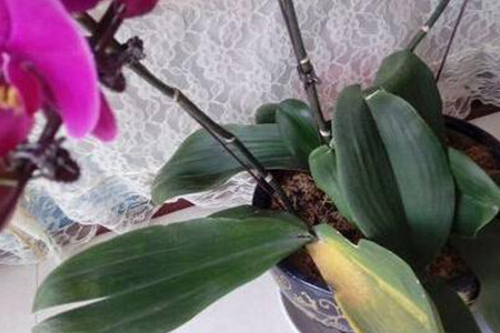 蝴蝶兰叶子发黄解决办法