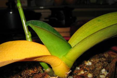 蝴蝶兰叶子发黄解决办法