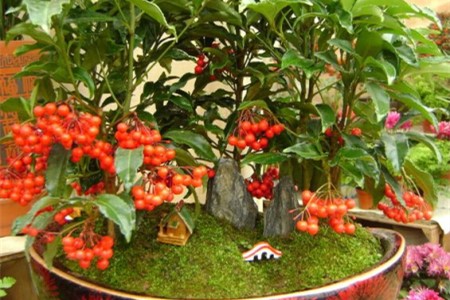 朱砂根怎么种植