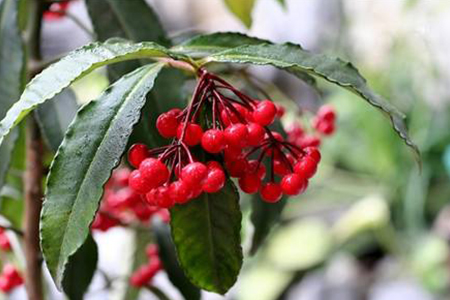 朱砂根怎么种植