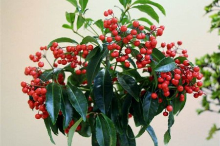 朱砂根怎么种植