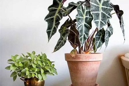 黑叶观音莲的养殖办法注意些什么