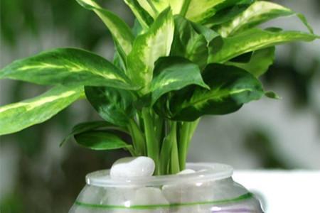 广东万年青的养殖办法和注意些什么