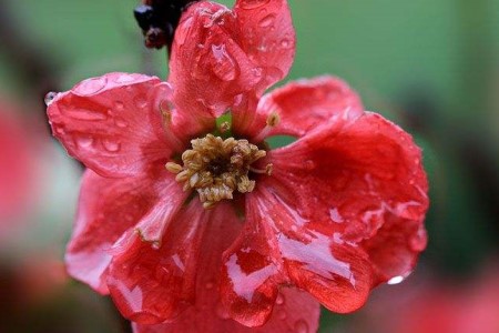 海棠树盆景怎么种植，好活吗？冬天开花吗？