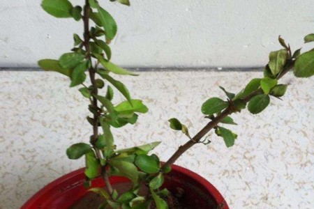 海棠树盆景怎么种植，好活吗？冬天开花吗？