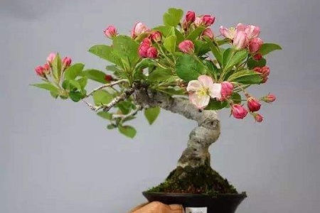 海棠树盆景怎么种植，好活吗？冬天开花吗？