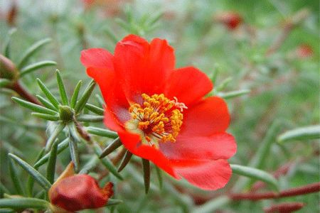 新手养花适合养什么花