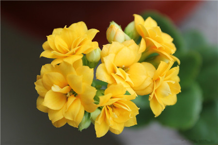 新手养花适合养什么花