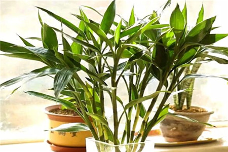 新手养花适合养什么花