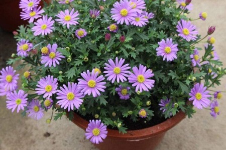 荷兰菊春天怎么种植